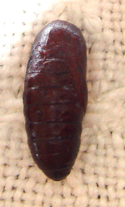 Tyria jacobaeae